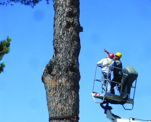 Folia Consulenze Roma - ArboricolturaValutazone in quota