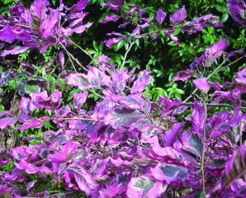 Folia Consulenze Roma - Fagus sylvatica tricolor